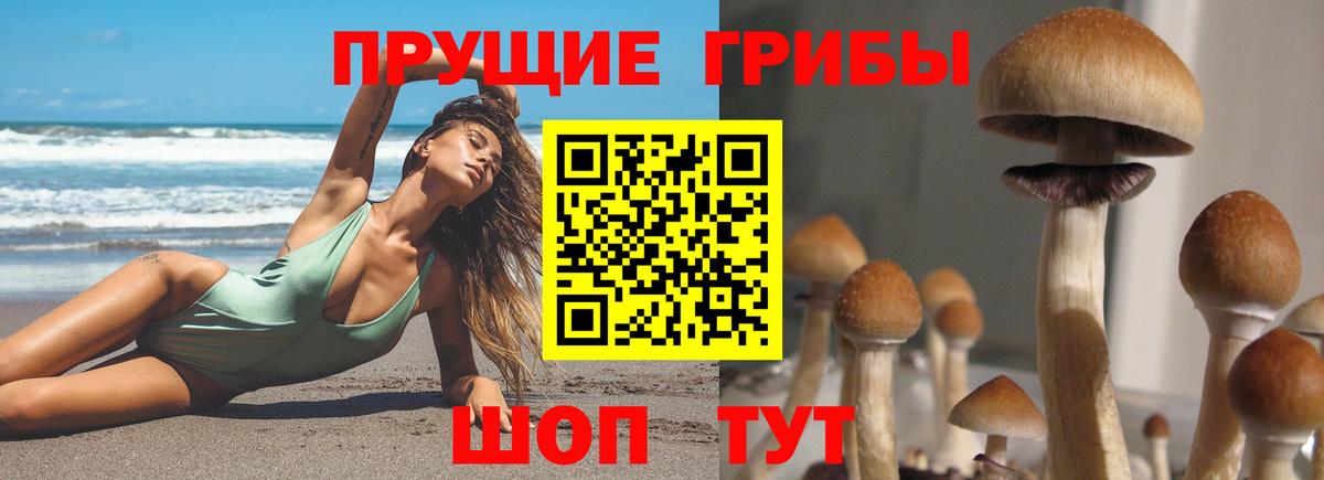 Галлюциногенные грибы Psilocybe Сухой Лог