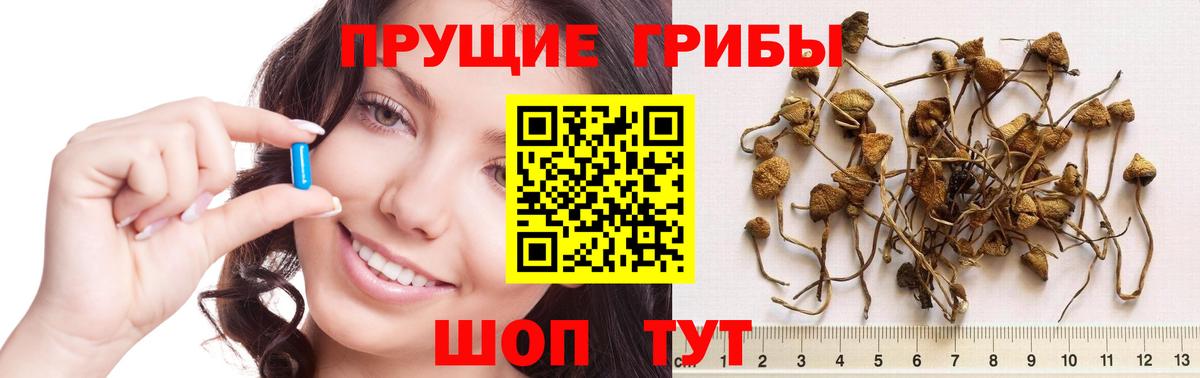 Сухой Лог  Псилоцибиновые грибы Psilocybine cubensis  Вход с VPN  Псилоцибиновые грибы GOLDEN TEACHER 